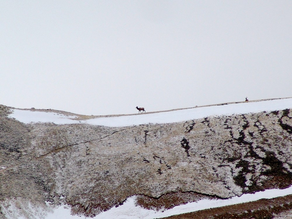 Elk on ridge